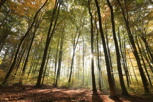 Autumn beech forest during sunrise. October, Poland