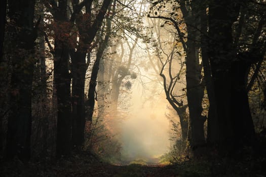 A path through a fairytale autumn forest on a foggy morning