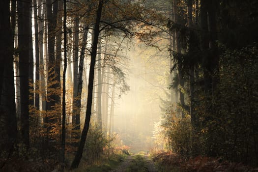 A path through a fairytale autumn forest on a foggy morning