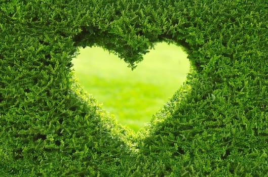 Privacy protection with a privet hedge, which still allows a view to the next door in the shape of a heart.