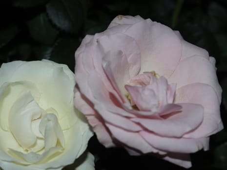 beautiful natural flowers roses aromas delicate smells