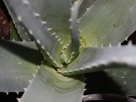 aloe vera plant gel skin care spikes natural green