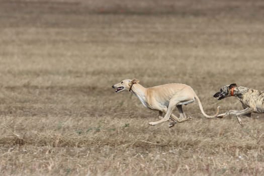 beautiful fast spanish greyhound dog energy hunting race