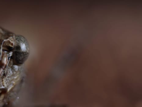 grasshopper blur image horror macro fear insect