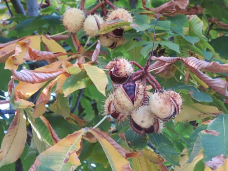 chestnuts fruit thorns natural color coming out seed protection