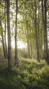 Ethereal poplar woodlands echoing with birdsong