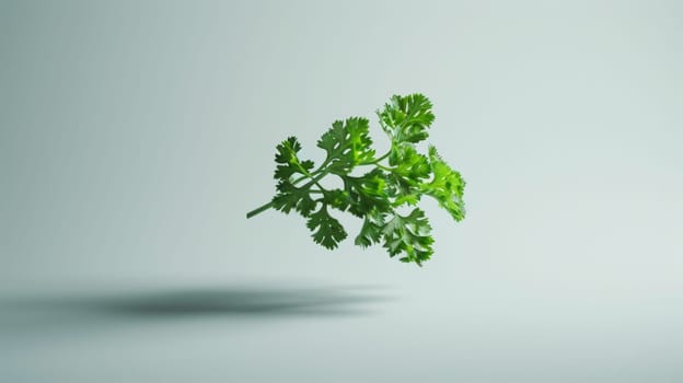 Minimalistic shot of a spinning slice of parsley
