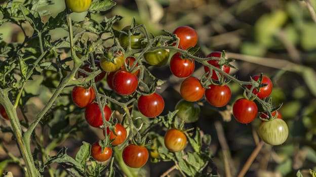 A vibrant photo of ripe, red tomatoes clustered on the vine, basking in natural sunlight within an open field. Grown without chemicals, these tomatoes showcase the purity of organic agriculture, emphasizing fresh, wholesome produce cultivated in harmony with nature.