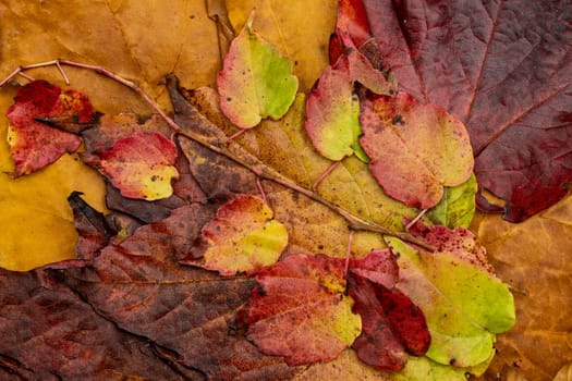 arrangement of colourful autumn leaves
