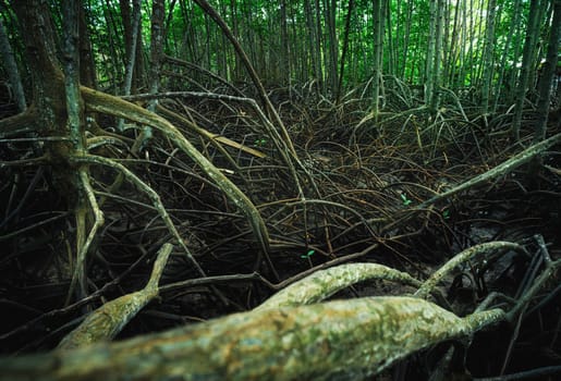 Mangrove roots. Complex network in coastal wetland waters. Habitat for marine biodiversity and natural carbon storage. Sustainable ecosystem protecting shorelines and mitigating climate change effects