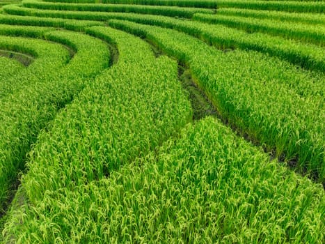 Green rice terraces. Lush agricultural landscape with terraced paddy fields. Nature's beauty in rural Asia. Scenic view of organic farming, perfect for travel destinations and environmental concepts.