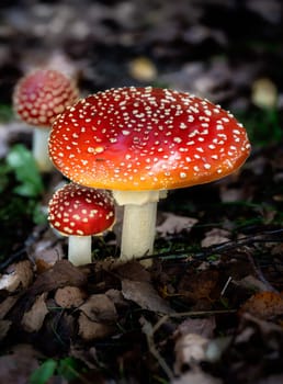 Group of red fly agaric musrooms in the forest