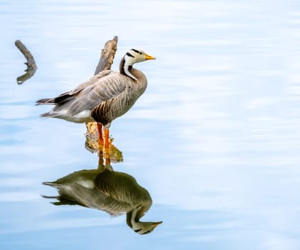 Closeup of a Bar-headed goose standing in the water