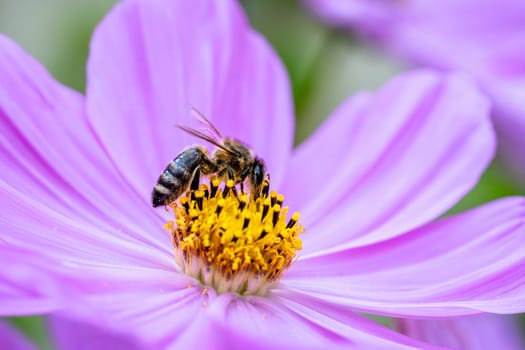 Macro of a bee on a pink dahlia flower blossom