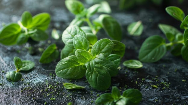 Clean and modern spin of a piece of oregano