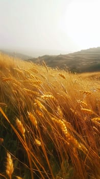 Golden fields of wheat swaying in the breeze