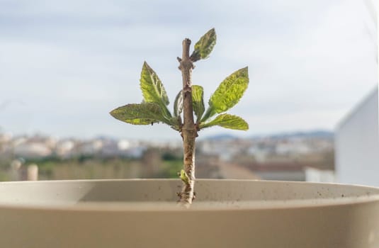 Paulownia tomentosa cutting growing in an urban environment. Closeup
