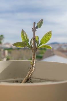 Paulownia tomentosa cutting growing in an urban environment. Closeup