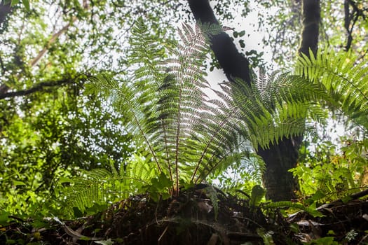 Dryopteris aemula fern growing beside Produndu River, Villaviciosa, Asturias, Spain. Low angle view