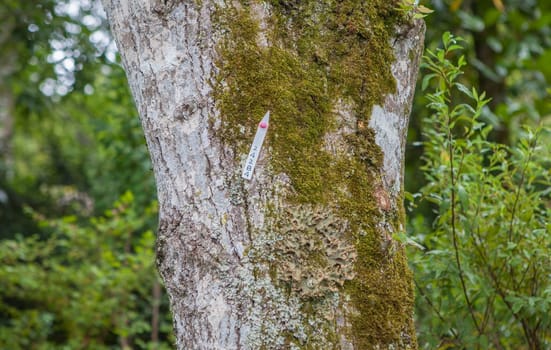 Tree bark full of lichens inventoried and identified with a numbered label. Selective focus