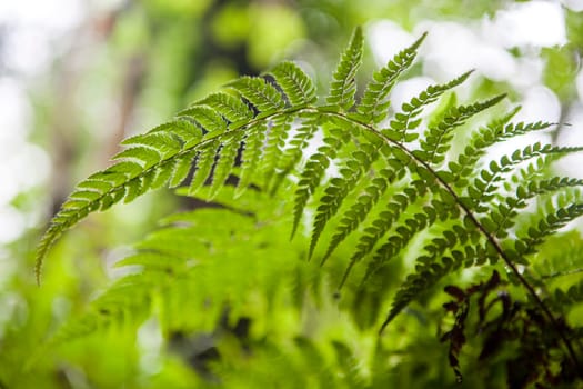 Dryopteris aemula fern growing beside Produndu River, Villaviciosa, Asturias, Spain. Low angle view