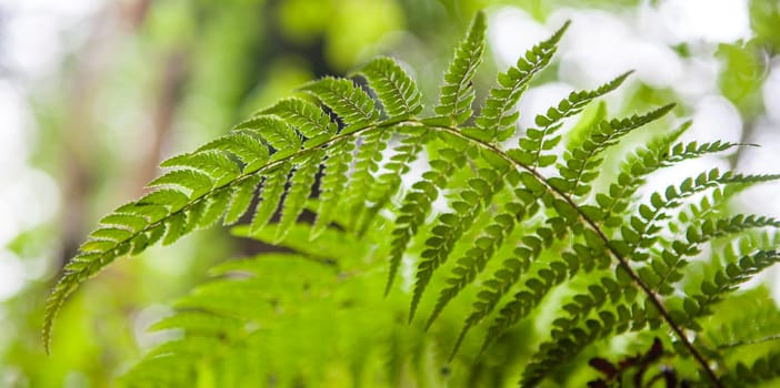 Dryopteris aemula fern growing beside Produndu River, Villaviciosa, Asturias, Spain. Low angle view