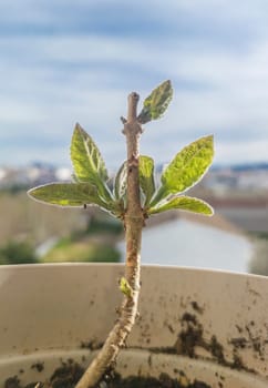 Paulownia tomentosa cutting growing in an urban environment. Closeup