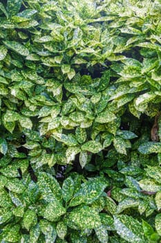 Aucuba japonica or Japanese laurel, planted as informal hedge. Selective focus