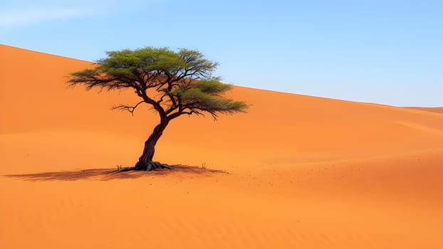 One tree in the desert