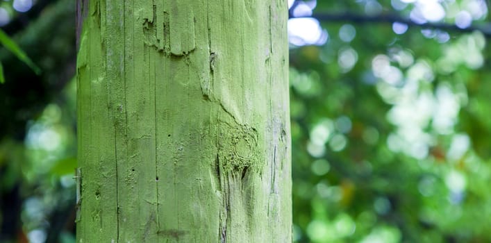 Intense green lichen covered wooden utility pole, Asturias, Spain