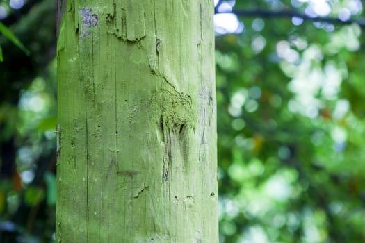 Intense green lichen covered wooden utility pole, Asturias, Spain