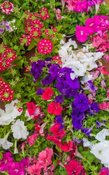 Plastic tray filled with petunia plants ready to be planted on an urban walkway. Urban gardening services