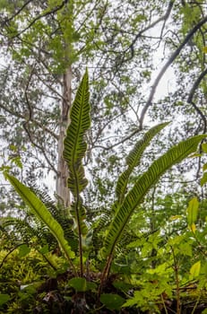 Asplenium scolopendrium also named harts-tongue fern growing beside Produndu River, Villaviciosa, Asturias, Spain