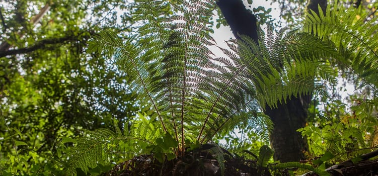 Dryopteris aemula fern growing beside Produndu River, Villaviciosa, Asturias, Spain. Low angle view