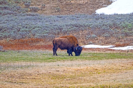 Bison Grazing in the Hayden Valley in Yellowstone National Park in Wyoming
