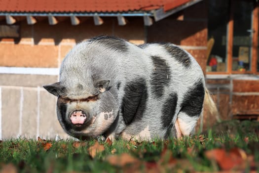 An evil-looking fat pot-bellied pig with dots