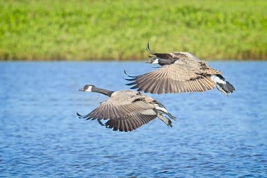 Two canadian geese descend from the air and are getting ready to land in the water near Liberty Lake, Washington.