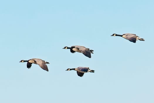A flock of canadian geese fly in formation on a bright and sunny day in eastern Washington.