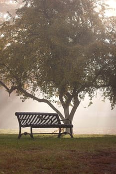 An empty park bench and a small tree in partial fog are backlit by the morning sun in Spokane, Washington.