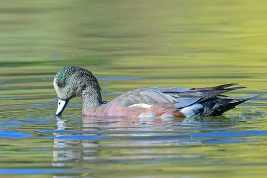 A beautiful American wigeon swims in calm pond water in Spokane, Washington.