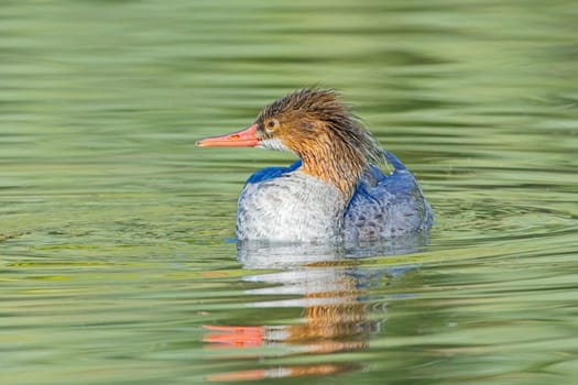 A female common merganser swims in the calm water in Spokane, Washington.