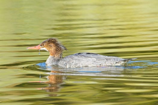 A female common merganser swims in the calm water in Spokane, Washington.