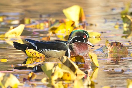 A male wood duck swims among the weeds in a calm pond in Spokane, Washington.
