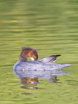 A female common merganser preens itself while swimming in a pond in Spokane, Washington.
