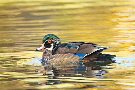 A juvenile male wood duck swims in a calm pond in Spokane, Washington.