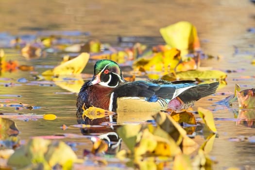 A male wood duck swims among the weeds in a calm pond in Spokane, Washington.