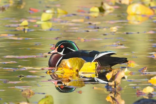 A male wood duck swims among the weeds in a calm pond in Spokane, Washington.
