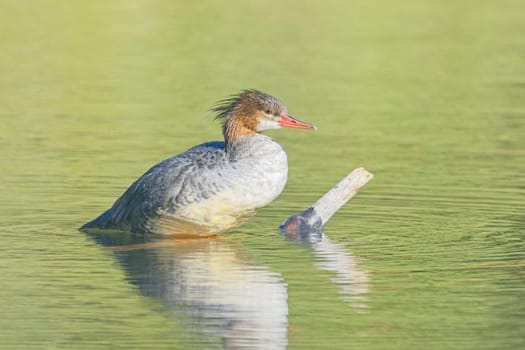 A female common merganser climbs onto a stick in the water in Spokane, Washington.
