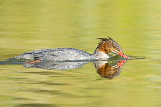 A female common merganser has its bill in the calm pond water in Spokane, Washington.