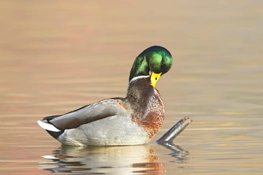 A male mallard standing on a stick in the water preens itself in Spokane, Washington.